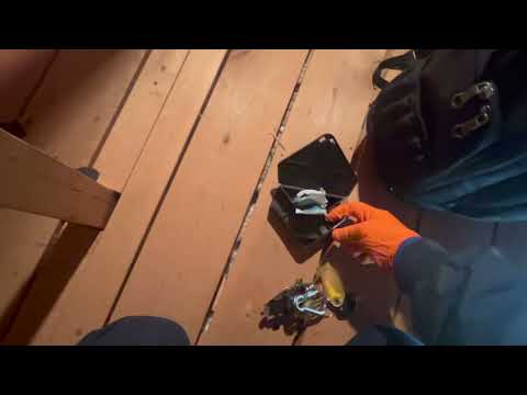 Attic Infested with Mice in Lawrence Township, NJ