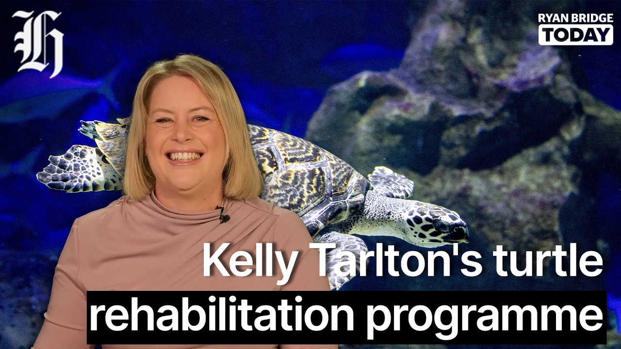 Kelly Tarlton's turtle rehabilitation programme up close | Ryan Bridge TODAY