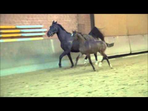 Hengstfohlen v. Zinedine-Weinberg