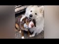 These Adorable Dogs Are The Cutest You Ll Ever See