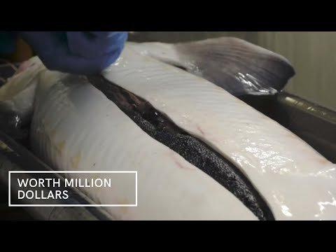 Inside Million Dollars Worth Caviar Farm | How They Farmed And Processed