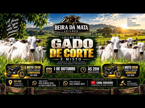 Beira da Mata Leilões - Uruana GO - Leilão de Gado de Corte em Goiás @canal.boiadeiro #live #gado