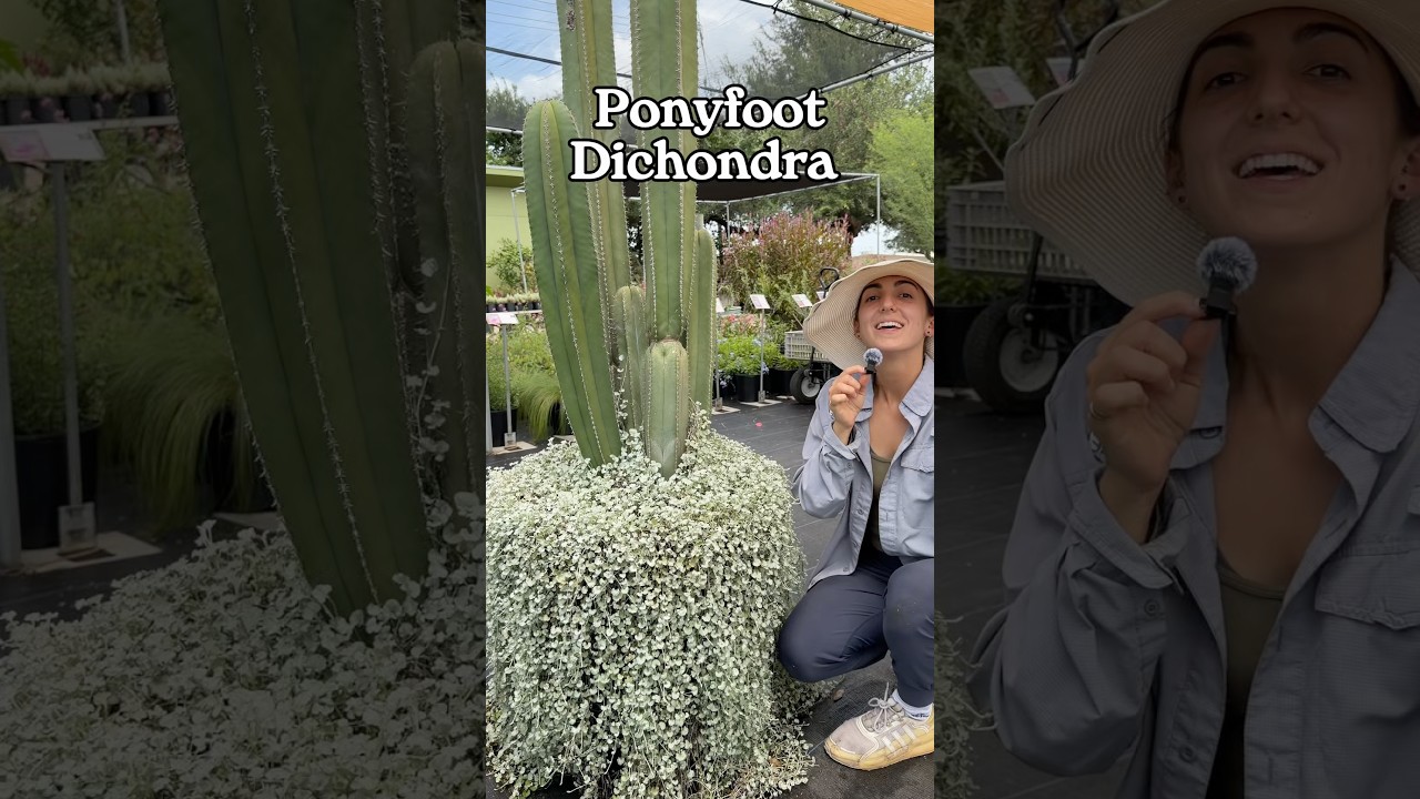 Dichondra Silver Ponyfoot: Low-Maintenance Groundcover for Central Texas