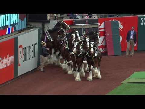 , title : 'Budweiser Clydesdales circle the field at Busch Stadium'