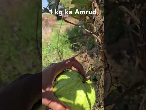24 February 2025 # shorts # shorts video # viral video # Journey of Nature 2