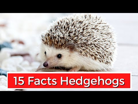 15 Interesting Facts About Hedgehogs