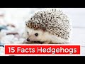 15 Interesting Facts About Hedgehogs