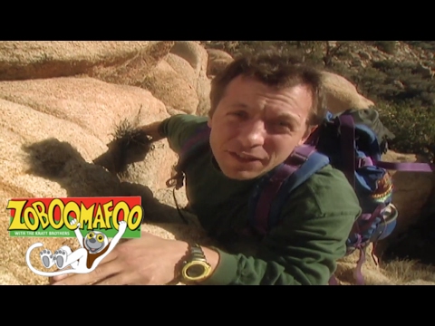 🐵 🐒Zoboomafoo 110 - Climbing | HD | Full Episode 🐵 🐒