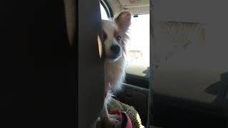 #パピヨン大好き #犬のいる暮らし