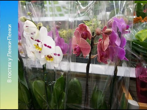 🌹 Новый завоз Орхидей в Леруа Мерлен// 🌺Успей купить орхидеи всего за 350 рублей!!! Отличный выбор