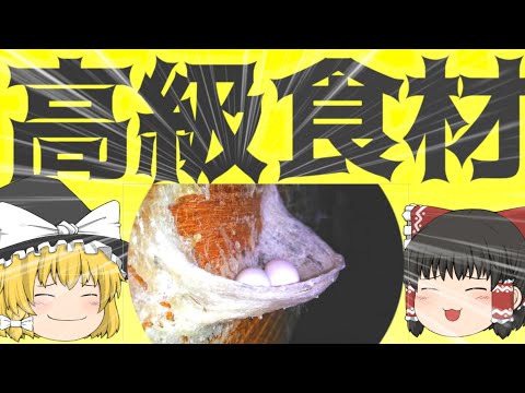 ウコツバメのコロニー (Collocalia esculenta)