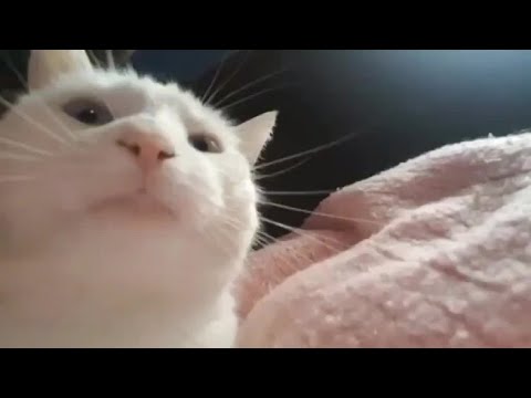 ImCatJam - Original CatJam Song (2021)