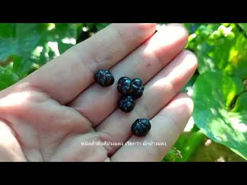 10ประโยชน์ผักปลัง(ควรรู้)หากเป็นโรคนี้