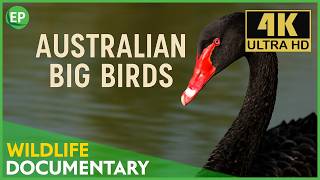 Australia’s Big Birds in 4K | Wildlife Documentary | Wild animals documentary | free documentaries