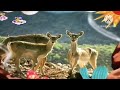 Baby TV The Amazing World Deer
