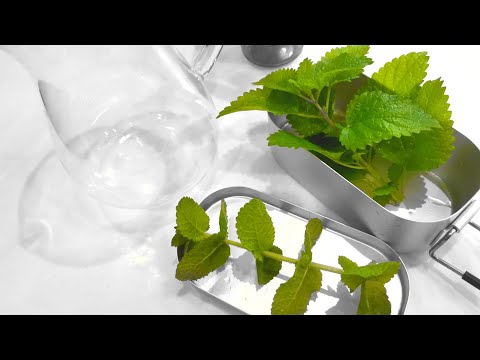 レモンミント 植物