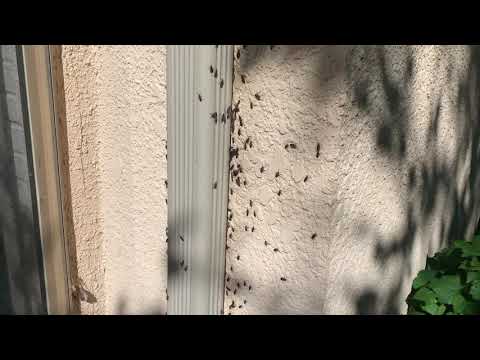 A Massive Box Elder Bug Infestation in Princeton, NJ