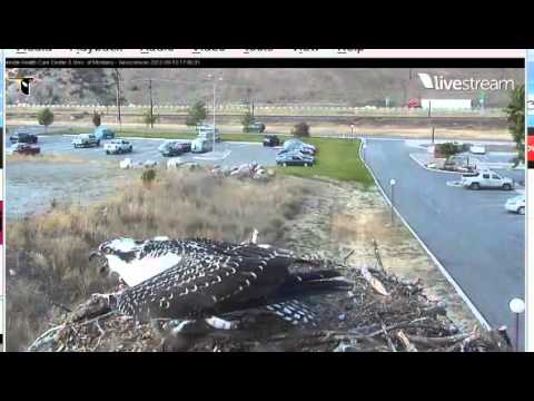 Hellgate evening food drop 9-10-2012