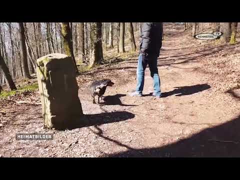 Heimatbilder - Fast allein am Suhler Domberg