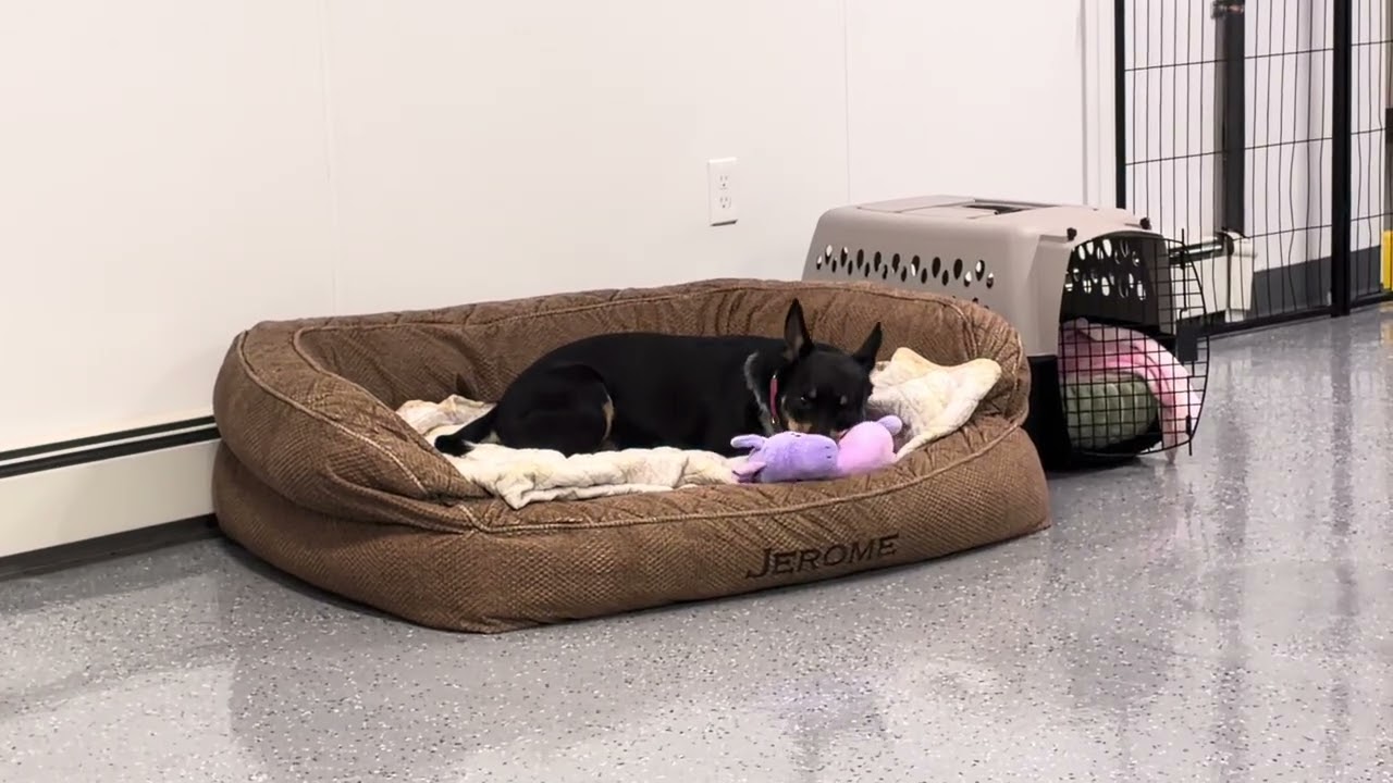 Enlarge Jax, a Adoptable mixed breed in Providence, RI video 6/6
