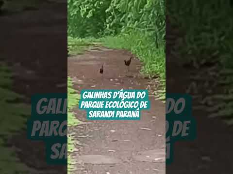 #Galinhas d'água, do parque ecológico de Sarandi Paraná.