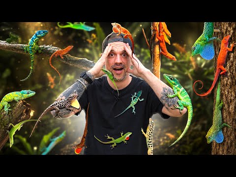JE NE M’ATTENDAIS PAS À DEVENIR AUSSI ACCRO À CET ÉLEVAGE (attention ⚠️) - TOOPET