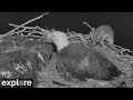 Fox Attacks Bald Eagle Nest!