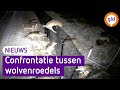 Groep WOLVEN zoekt CONFRONTATIE bij hek Hoge Veluwe