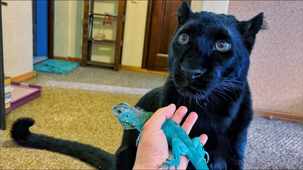 Luna the anther got a dragon at home 👀 and other things 😁(ENG SUB)