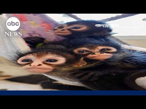 Rescued baby spider monkeys find a new home at the Nashville Zoo