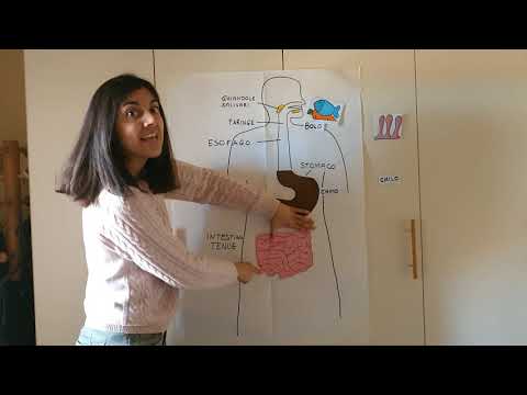 L'apparato digerente