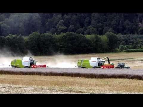 Rapsernte XXL mit 3x Claas Lexion 650, 1x Lexion 760