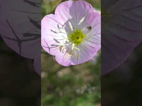大きな月見草 植物
