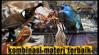Download lagu MASTERAN REMIX TERBAIK | gereje terung, cililin, kapas tembak, pelatuk beras dan jangkrik mp3 Download lagu MASTERAN REMIX TERBAIK | gereje terung, cililin, kapas tembak, pelatuk beras dan jangkrik mp3