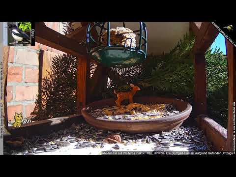 Vogel-Beobachtung / Bird-Watch - Niedersachsen (!nds) & Stuttgart (!stg)