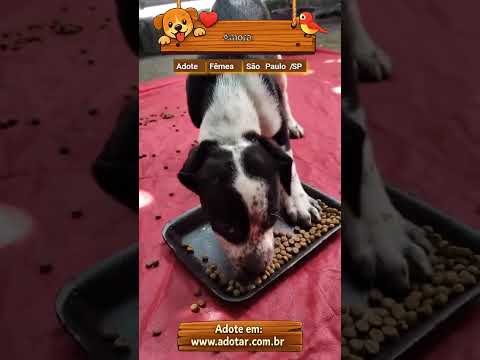 Vídeo de Amora