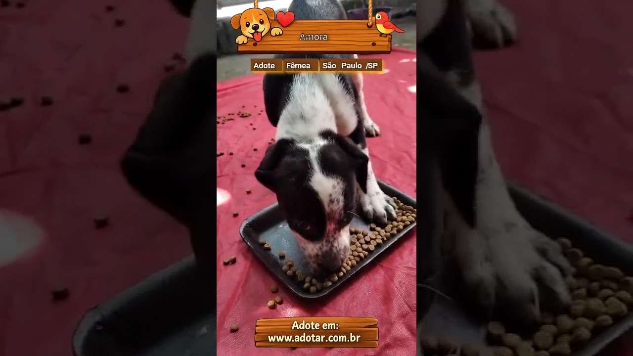 Cachorro raça SRD-ViraLata idade Abaixo de 2 meses nome Amora