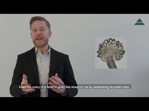 Mycotoxin Minute 78 - Ergot Alkaloids II: The Honeydew Stage