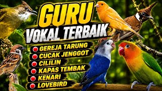 Download lagu GURU VOKAL TERBAIK BURUNG LOMBA 2026 🏆 Suara Jernih, Tajam, Full Isian | Masteran Burung Juara mp3