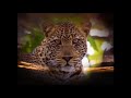 National Geographic Really Wild Animals The Heart That Beats In Africa