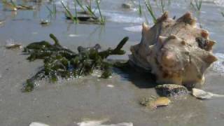 preview picture of video 'Magic in the Marsh at Rachel Carson Reserve'