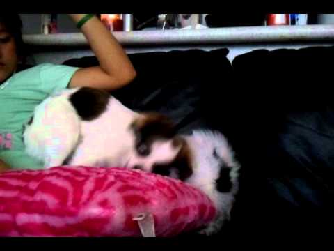 Noynoy jr. and Neenah Round 2