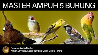 Download lagu Master Burung full Tembakan AAHOBI MANIA... mp3