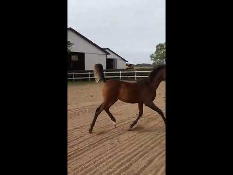 CL Ghazi Alssuid by Kahil Al Shaqab