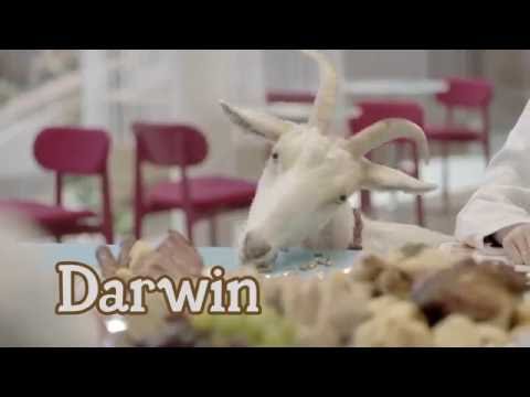 Farm Heroes Super saga - Dibujando a la Cabra #meeeee