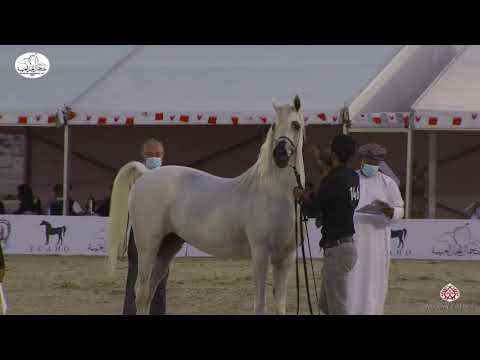 N 146 AL DJAMAL   Bahrain National Day 2020   Stallions 7+ Years Old Class 10