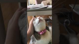 夏休みの宿題中に邪魔してくる愛猫