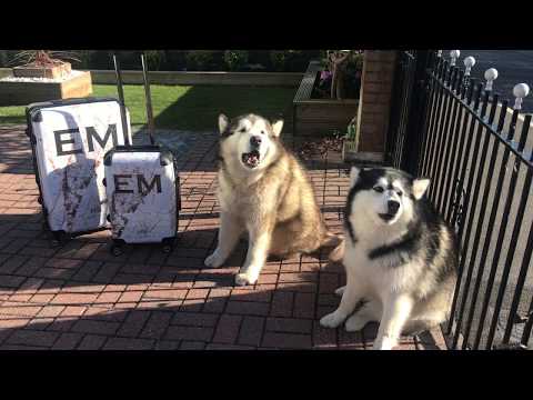 Alaskan malamute howls for ice cream van