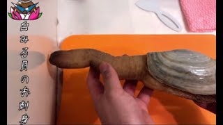 白みる貝の処理　簡単に美味しいお刺身