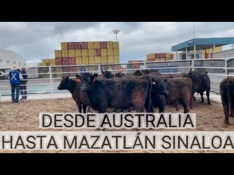 OVER 240 ANGUS FEMALES FOR SALE!!